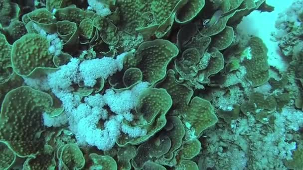 Coral Reef Different Types Coral Tropical Fish Nature Red Sea — Stock Video