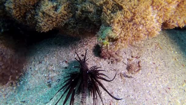 Gewone Leeuwenvis Pterois Volitans Jaagt Nachts Langzaam Buurt Van Het — Stockvideo