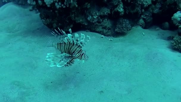 常见的狮子鱼 Pterois Volitans 捕猎和游过珊瑚礁 — 图库视频影像