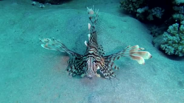 Κοινά Λιοντάρια Pterois Volitans Ψάρια Κυνηγούν Και Κολυμπούν Πάνω Από — Αρχείο Βίντεο