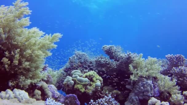 Statikus Videó Korallzátony Vörös Tengeren Abu Dub Gyönyörű Víz Alatti — Stock videók