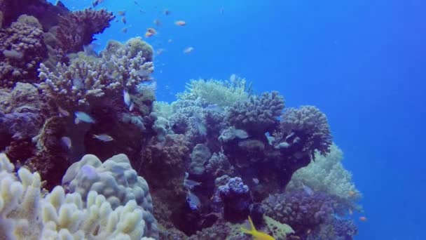 Static Video Coral Reef Red Sea Abu Dub Beautiful Underwater — Stock Video