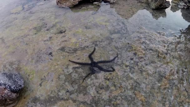 Křehká Hvězda Ophiocoma Scolopendrina Plazit Pomalu Přes Skály Korálovém Útesu — Stock video