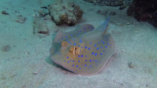 Рыбы Красного Моря Taeniura Lymma Голубой Луч Риббонтейл Лежит Песке — стоковое видео