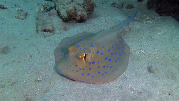 Fisk Röda Havet Taeniura Lymma Bluepotted Ribbontail Ray Ligger Sand — Stockvideo