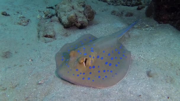 紅海の魚 Taeniura Lymma エジプトのマルサ アラム Marsa Alam 紅海のサンゴ礁の上のサンゴの間に砂やフロートに青い鉢植えのリボンレイが横たわっています — ストック動画
