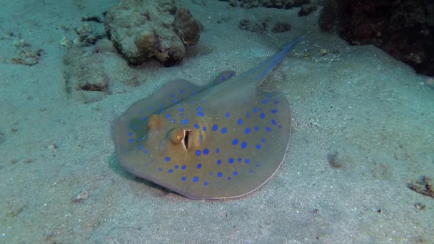 红海中的鱼 蓝斑丝带尾鱼 躺在沙滩上 或漂浮在红海珊瑚礁中的珊瑚中间 马萨阿拉姆 — 图库视频影像