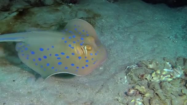 Ryby Rudého Moře Taeniura Lymma Bluespotted Ribbontail Ray Leží Písku — Stock video