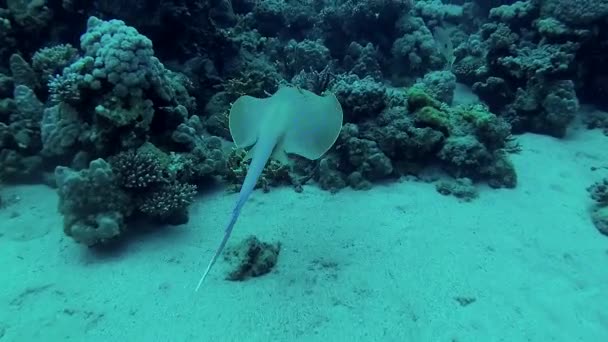 红海中的鱼 蓝斑丝带尾鱼 躺在沙滩上 或漂浮在红海珊瑚礁中的珊瑚中间 马萨阿拉姆 — 图库视频影像