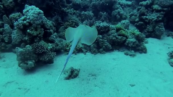 Peces Del Mar Rojo Taeniura Lymma Rayo Cola Costilla Manchado — Vídeo de stock