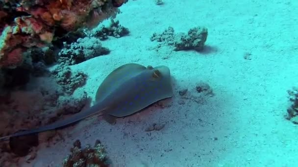 Fisk Röda Havet Taeniura Lymma Bluepotted Ribbontail Ray Ligger Sand — Stockvideo