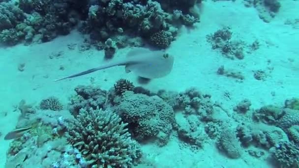 Fische Des Roten Meeres Taeniura Lymma Blaugepunkteter Spitzwegerich Liegt Auf — Stockvideo