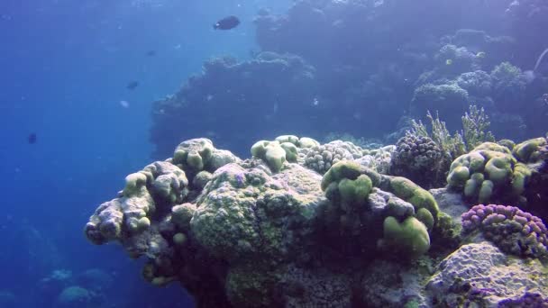 정적인 산호초 아부두 입니다 아름다운 열대어와 생명의 산호초 이집트 — 비디오