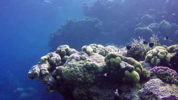 静态录像 红海的珊瑚礁 美丽的水下景观与热带鱼和珊瑚 生物珊瑚礁 — 图库视频影像