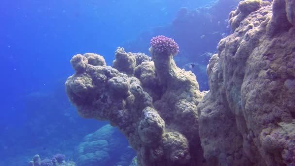 Vídeo Estático Arrecife Coral Mar Rojo Abu Dub Hermoso Paisaje — Vídeo de stock