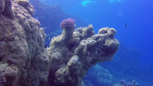 Vídeo Estático Recife Coral Mar Vermelho Abu Dub Bela Paisagem — Vídeo de Stock