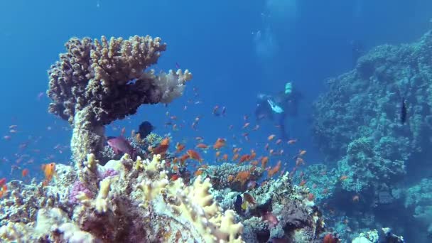 Staattinen Video Koralliriutta Punaisellamerellä Abu Dub Kaunis Vedenalainen Maisema Trooppisia — kuvapankkivideo