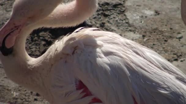 Större Flamingo Phoenicopterus Roseus Odessa Zoo Odessa Ukraina — Stockvideo