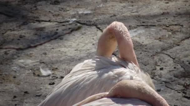 Большой Фламинго Phoenicopterus Roseus Одесском Зоопарке Одесса Украина — стоковое видео