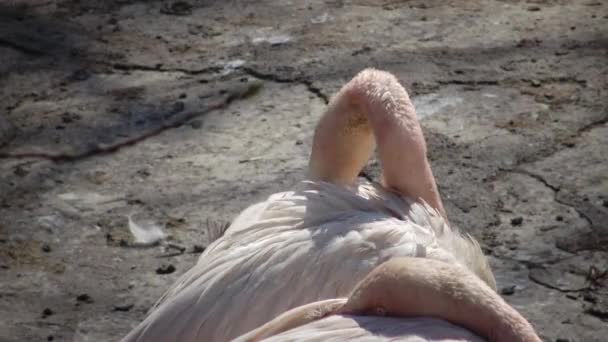 乌克兰敖德萨动物园的大火烈鸟 Phoenicopterus Roseus — 图库视频影像