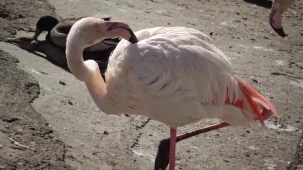 Fenicottero Maggiore Phoenicopterus Roseus Nello Zoo Odessa Odessa Ucraina — Video Stock