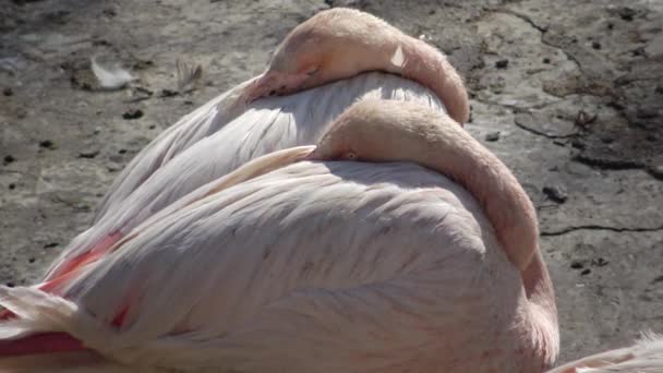 Großer Flamingo Phoenicopterus Roseus Odessa Zoo Odessa Ukraine — Stockvideo