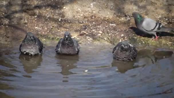 Die Taube Badet Süßwasser — Stockvideo