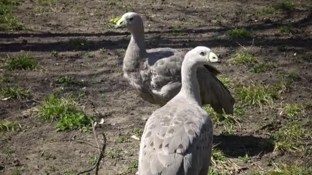 Gansos Caminando Sobre Hierba Verde Zoológico Odessa Ucrania — Vídeos de Stock