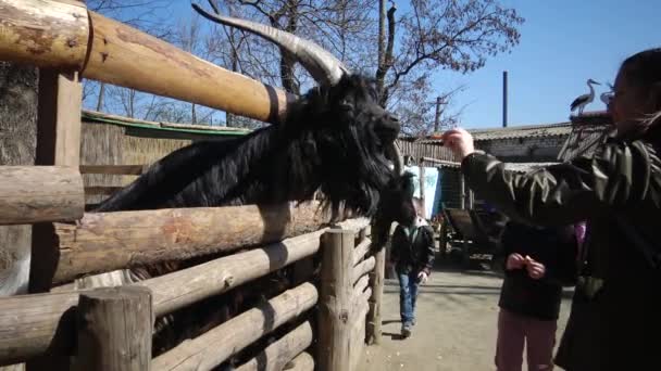 ウクライナ オデッサ 動物園 4月13 2019 動物園の訪問者はペットと遊ぶ オデッサ動物園でヤギ オデッサ ウクライナ — ストック動画