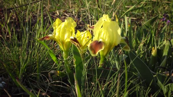 Iris Φυτό Κίτρινα Άνθη Άγριων Φυτών Στις Πλαγιές Των Εκβολών — Αρχείο Βίντεο
