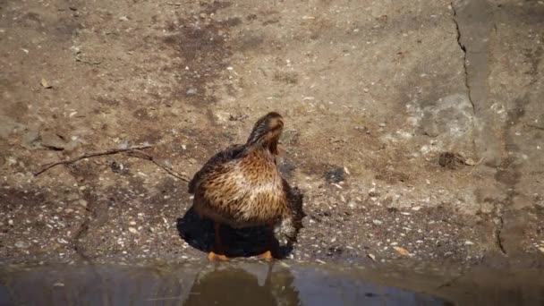 マガモ Anas Platyrynchos はアヒルで 鳥は水の中に 貯水池の近くに眠っている — ストック動画