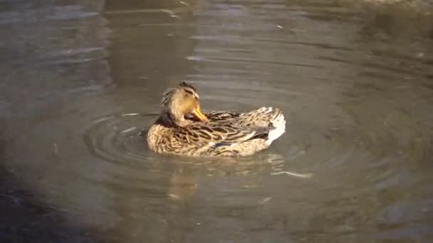 Кряква Anas Platyrhynchos Кудрявая Утка Птица Отдыхает Воде Возле Водохранилища — стоковое видео