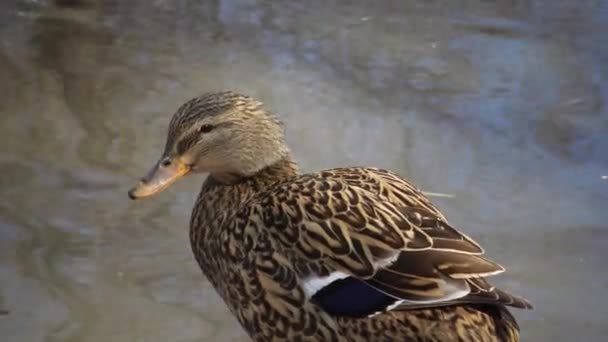 マガモ Anas Platyrynchos はアヒルで 鳥は水の中に 貯水池の近くに眠っている — ストック動画