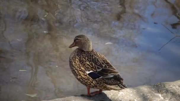 Mallard Anas Platyrhynchos Dabbling Duck Bird Resting Water Reservoir — Stock Video