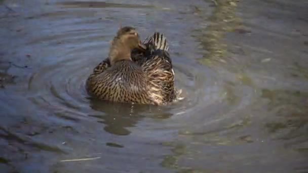 Mallard Anas Platyrhynchos Dabbling Duck Bird Resting Water Reservoir — Stock Video