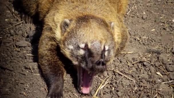 Coati Sud Américain Coati Queue Cerclée Nasua Nasua Zoo — Video