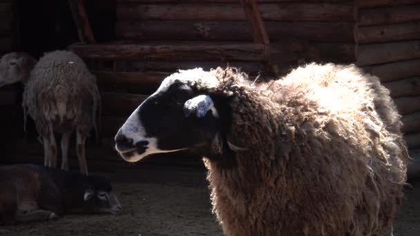 Animals Zoos Sheep Bleats Odessa Zoo Odessa Ukraine — Stock Video