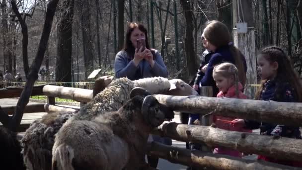 Oekraïne Odessa Zoo April 2019 Bezoekers Dierentuin Kinderen Voeren Schapen — Stockvideo