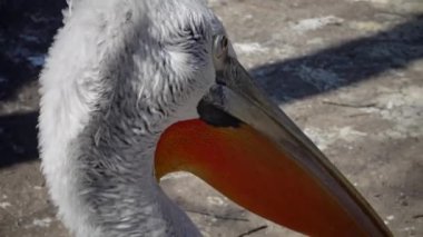 Dalmaçyalı pelikan (Pelecanus crispus), Odessa Hayvanat Bahçesi, Odessa, Ukrayna
