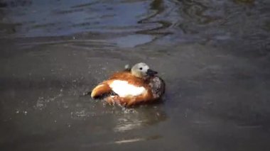 Hindistan 'da Brahminy ördeği olarak bilinen kabuklu ördek (Tadorna ferruginea), Anatidae familyasının bir üyesidir.