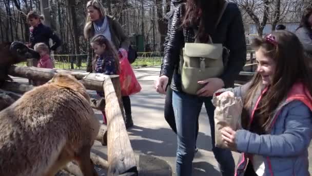 Ukraine Odessa Zoo April 2019 Zoo Visitors Children Feed Sheep — Stock Video
