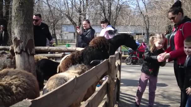 Ukraine Odessa Zoo April 2019 Zoobesucher Kinder Füttern Schafe Odessa — Stockvideo