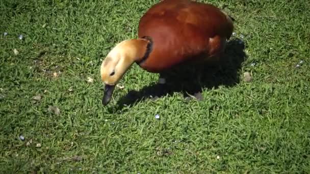 Tadorna Ferruginea Känd Indien Som Brahminy Ankan Tillhör Familjen Anatidae — Stockvideo