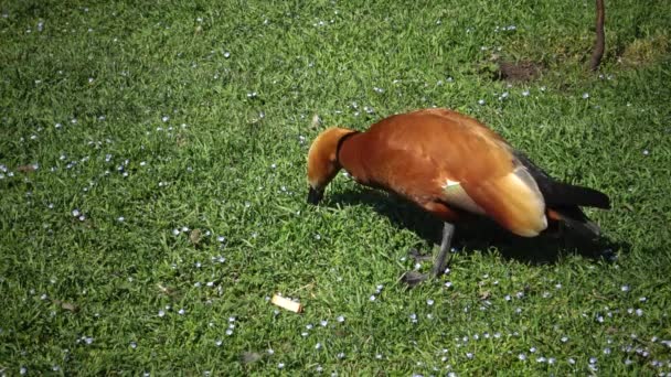 Bergeend Tadorna Ferruginea Een Eendensoort Uit Familie Van Anatidae — Stockvideo