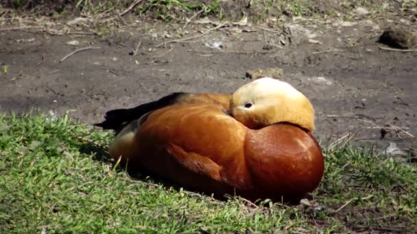 Bergeend Tadorna Ferruginea Een Eendensoort Uit Familie Van Anatidae — Stockvideo