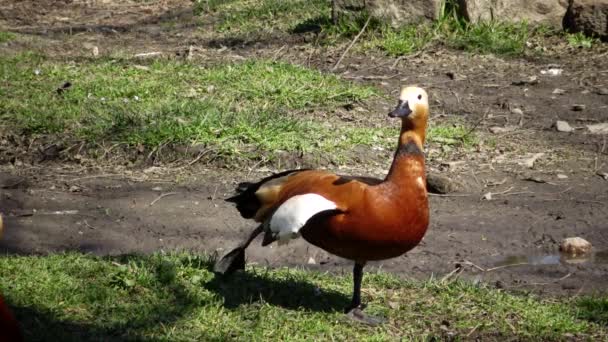 Bergeend Tadorna Ferruginea Een Eendensoort Uit Familie Van Anatidae — Stockvideo