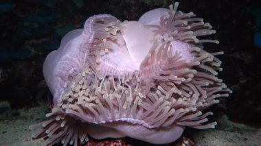 (Heteractis magnifica) Muhteşem deniz şakayığı, Ritteri şakayığı olarak da bilinir.