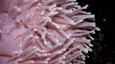 (Heteractis magnifica) Muhteşem deniz şakayığı, Ritteri şakayığı olarak da bilinir.