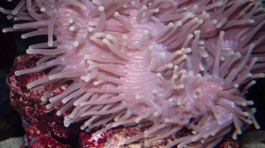 (Heteractis magnifica) Muhteşem deniz şakayığı, Ritteri şakayığı olarak da bilinir.