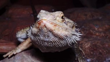 (Pogona Vitticeps) Agamid Kertenkele, Sakallı Ejderha